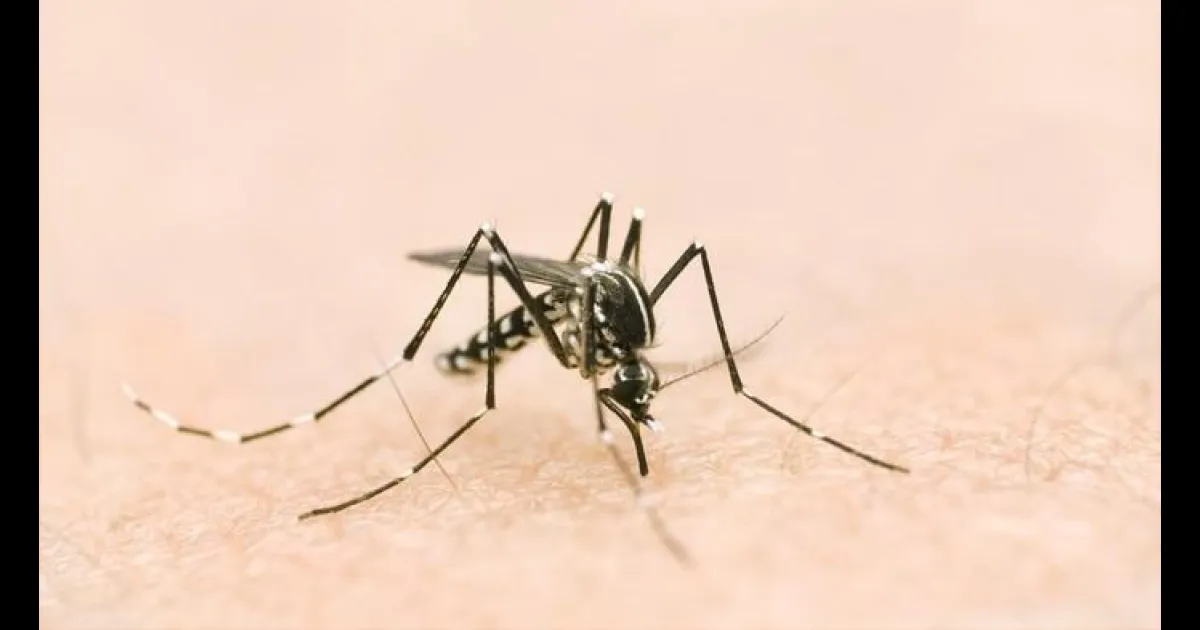 Kasus DBD di Karawang \\\'Ugal-ugalan\\\', 4 Orang Meninggal Dunia 